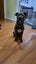 Sunny - Staffy X Carousel 3