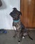 Sunny - Staffy X Carousel 5