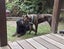 Sunny - Staffy X Carousel 6