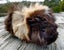 Guinea Pigs, Attractive and Healthy Carousel 3