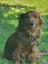 Dachshund X Puppies Carousel 1