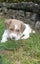 Dachshund X Puppies Carousel 4