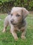 Dachshund X Puppies Carousel 6