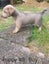 Dachshund X Puppies Carousel 5