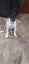 Love four legged creations Carousel 6