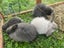 Gorgeous minilop bunnies Carousel 1
