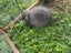 Gorgeous minilop bunnies Carousel 2