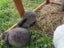 Gorgeous minilop bunnies Carousel 3