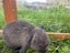 Gorgeous minilop bunnies Carousel 7