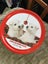 2 SCOTTY DOGS WITH CHRISTMAS BAUBLE Carousel 1
