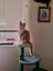 2.5yr old light ginger female Carousel 4