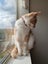2.5yr old light ginger female Carousel 5