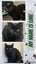 CAT RESCUE CHRISTCHURCH - Ready for Adoption - Lime Carousel 1