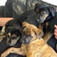 Tess - Huntaway X - BOI Animal Rescue Trust Carousel 4