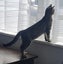 Miss Crouton - Rachel's KittyCat Rescue Carousel 3