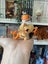 SUPER CUTE Tokidoki Mermicorno, Series 8: Shrimpie (Bucket) figure! Carousel 3