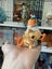 SUPER CUTE Tokidoki Mermicorno, Series 8: Shrimpie (Bucket) figure! Carousel 4