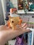 SUPER CUTE Tokidoki Mermicorno, Series 8: Shrimpie (Bucket) figure! Carousel 5