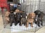 Ultimate mastiff puppies Carousel 1