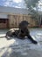 Ultimate mastiff puppies Carousel 4