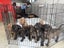 Ultimate mastiff puppies Carousel 2