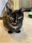 Brave Paws Cat Rescue - Cat - Fudge Carousel 5