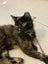 Brave Paws Cat Rescue - Cat - Fudge Carousel 3