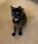 Brave Paws Cat Rescue - Cat - Fudge Carousel 4