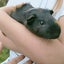Guinea Pigs Carousel 10
