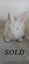Male Flemish giant bunnies Carousel 4