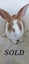 Male Flemish giant bunnies Carousel 6