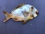 Stainless steel snapper Carousel 4