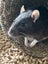 2 male rats and cage setup Carousel 1