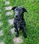 Brock - DOGWATCH dog rescue & rehoming Carousel 1