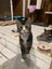 Scaredy Kittens - looking for loving homes Carousel 5