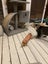Scaredy Kittens - looking for loving homes Carousel 8