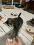 Scaredy Kittens - looking for loving homes Carousel 6