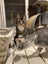 Scaredy Kittens - looking for loving homes Carousel 11