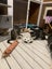 Scaredy Kittens - looking for loving homes Carousel 13