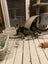 Scaredy Kittens - looking for loving homes Carousel 14