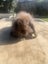 Stunning chocolate mini lop Carousel 4