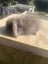 Stunning chocolate mini lop Carousel 1