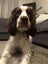 English springer spaniel Carousel 1