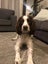 English springer spaniel Carousel 2