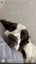 English springer spaniel Carousel 3