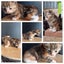 QUEEN HUNGUS full maincoon silver mackeral (dad) bengal tabby polydactyl x (mum) Carousel 13