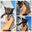 QUEEN HUNGUS full maincoon silver mackeral (dad) bengal tabby polydactyl x (mum) Carousel 15