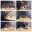 QUEEN HUNGUS full maincoon silver mackeral (dad) bengal tabby polydactyl x (mum) Carousel 16