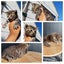 QUEEN HUNGUS full maincoon silver mackeral (dad) bengal tabby polydactyl x (mum) Carousel 17