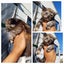 QUEEN HUNGUS full maincoon silver mackeral (dad) bengal tabby polydactyl x (mum) Carousel 18